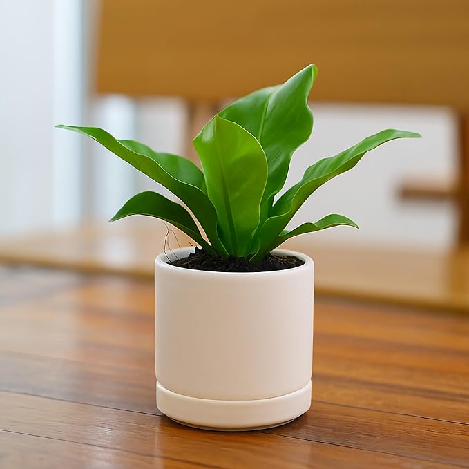 D'vine Dev Set of 2 Plants Pots, 3.5 Inch Ceramic Planter Pot for Plants with Drainage Hole and Saucer, Oatmeal, 94-V-A-8 - Bloomnest