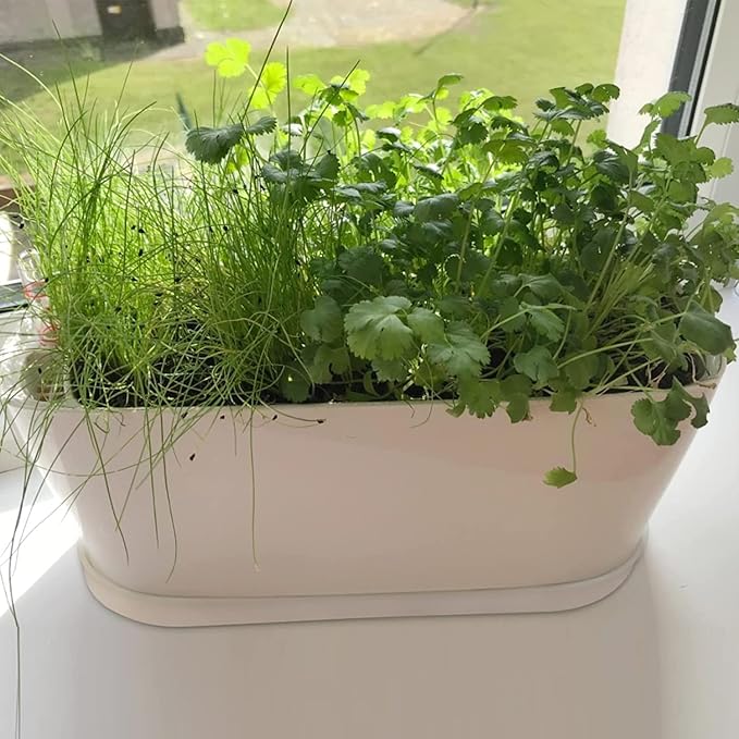 Window Box Planter with Saucers,10 Sets Rectangular Planter with Multiple Drainage Holes and Trays Plant Pots, for Succulent Cactus Flowers Vegetable - Bloomnest
