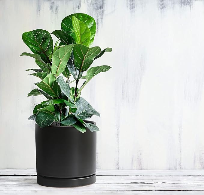 Aveyas 8 inch Ceramic Plant Pot with Drainage Hole and Saucer - Suitable for Indoor and Outdoor Use, Modern Planters for House Garden Flower Tree Snake Monstera Plants (8", Matte Black) - Bloomnest