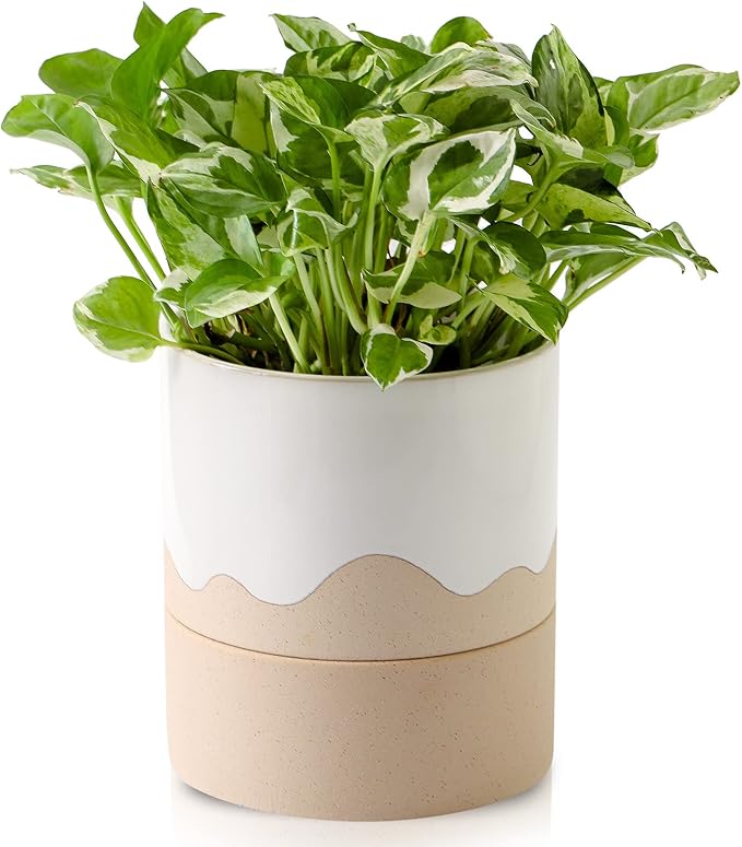 Nihow Self Watering Plant Pot: 6 Inch Ceramic Planter with Drainage Hole & Water Storage Plus for Indoor & Outdoor Plants - Cylinder Round Flower Pot for Succulent/Herbs/Violets - White & Nature - Bloomnest