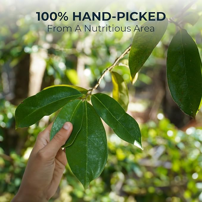 Soursop Leaf Tea with Celastrus Hindsii & Licorice - 55 Count (+5 Tea Bags) - 4.44 oz, Bamboo Tong Include, Re-Steep Corn Based Tea Bags, Natural Herbal Tea for Comfort Relax - Bloomnest