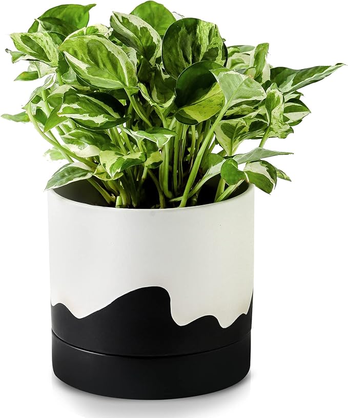 Nihow Ceramic Plant Pot: 6 Inch Planter with Drainage Hole & Saucer for Indoor & Outdoor Plants - Cylinder Round Flower Pot for Succulent/Herbs/Violets - White & Wave Black - Bloomnest