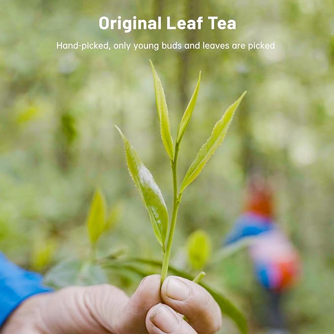 iTeaworld Chinese Green Tea Sampler - 6 Flavors Green tea loose leaf Bag - Chinese Tea With Mediumly Caffeinated, Sugar Free Loose Leaf Tea for Health Come with 20 Tea Bags, 3.5oz - Bloomnest