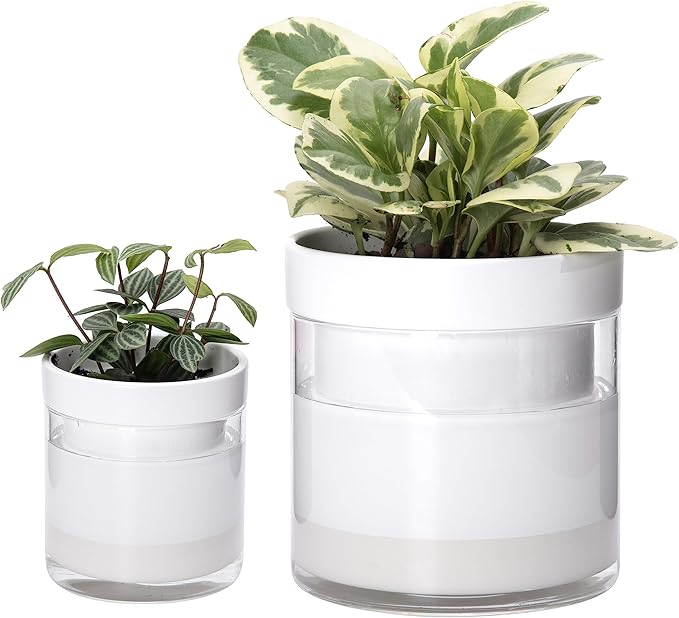 Phoenix Vine 6 Inch 4 Inch Self Watering Planter, White Terracotta Clay Pots with Glass Reservoir for Indoor Plants, Herbs, Flowers, 52-B-G-46 - Bloomnest