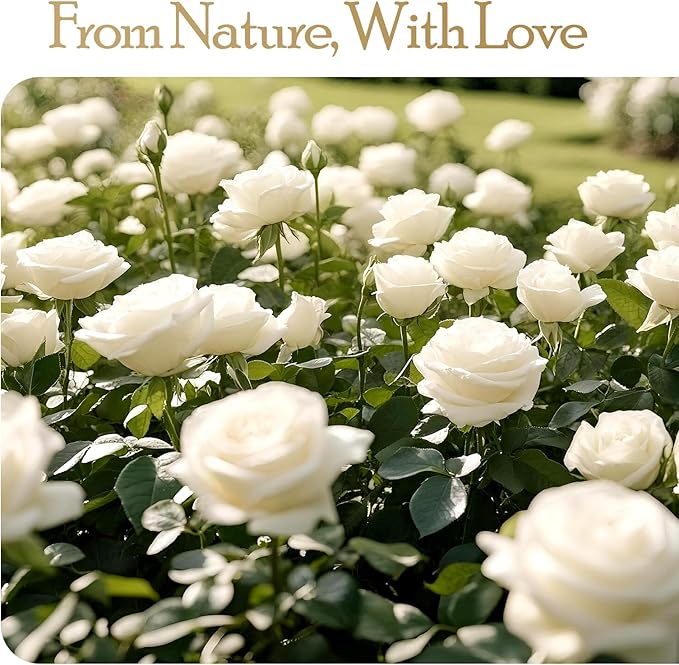 27 Preserved Flowers Rose Birthday Gifts for Women Her Mom Wife Girlfriend Grandma on Valentines Mothers Day Christmas Anniversary Romantic(White) - Bloomnest