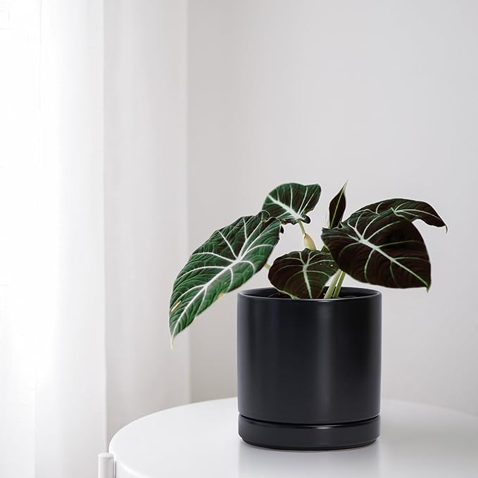 D'vine Dev Set of 2 Plants Pots, 6.5 Inch Ceramic Planter Pot for Plants with Drainage Hole and Saucer, Black, 94-V-C-2 - Bloomnest