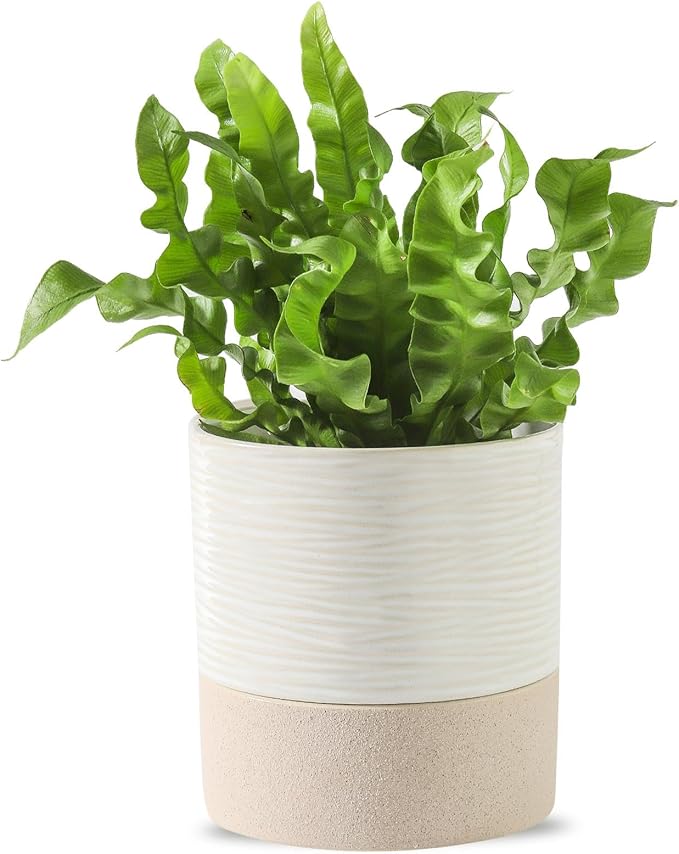 Nihow Self Watering Plant Pot: 4.5 Inch Ceramic Planter with Drainage Hole & Water Storage Plus for Indoor & Outdoor Plants - Cylinder Flower Pot for Herbs/Violets - White & Brown - Bloomnest