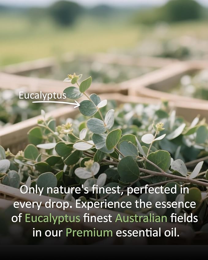 Eucalyptus Essential Oil 4 fl oz, 100% Pure Undiluted Single Note Oil for Shower Steam, Diffuser, Laundry & DIY Cleaning, Aromatherapy, Large Bottle for Home & Daily Use Airoomoil