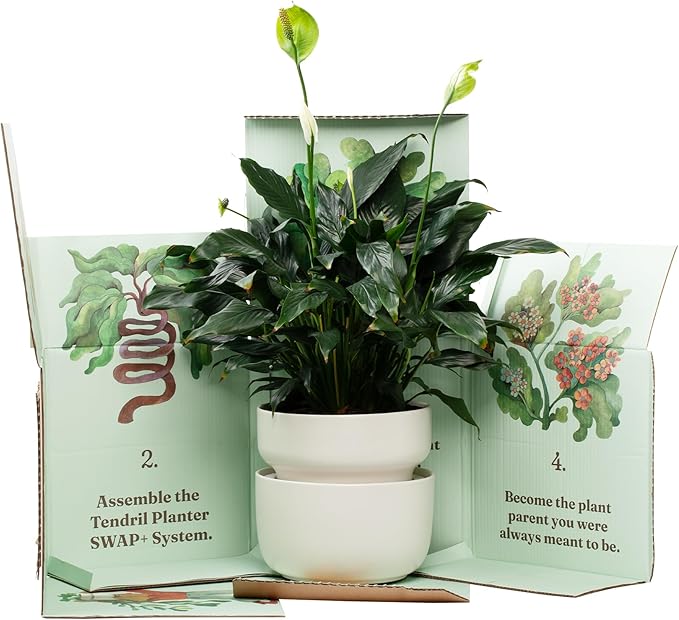 Tendril The SWAP+ Self-Watering Planter | 10" Ceramic Indoor Pot with Air-Pruning Liner, Tools & Repotting Mat - Bloomnest