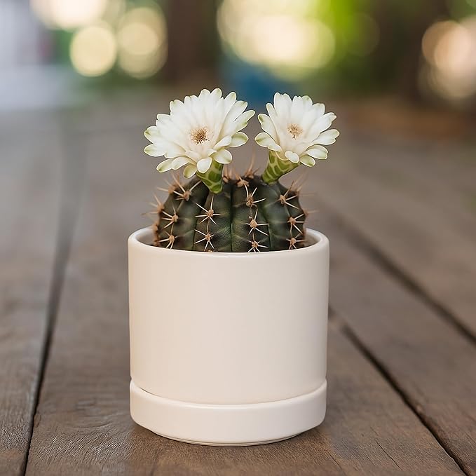 D'vine Dev Set of 4 Small Ceramic Plant Pots, 3.5 Inch Succulent Planter Pot for Plants with Drainage Hole and Saucer, Oatmeal, 94-X-A-8 - Bloomnest