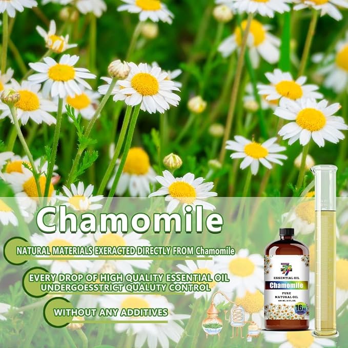 Chamomile Essential Oil (16 oz / 480 ml) – Chamomile Oils for diffusers, humidifiers, Home Baths, Cleaning Products, Yoga, DIY Soaps and DIY Scented Candles - Bloomnest