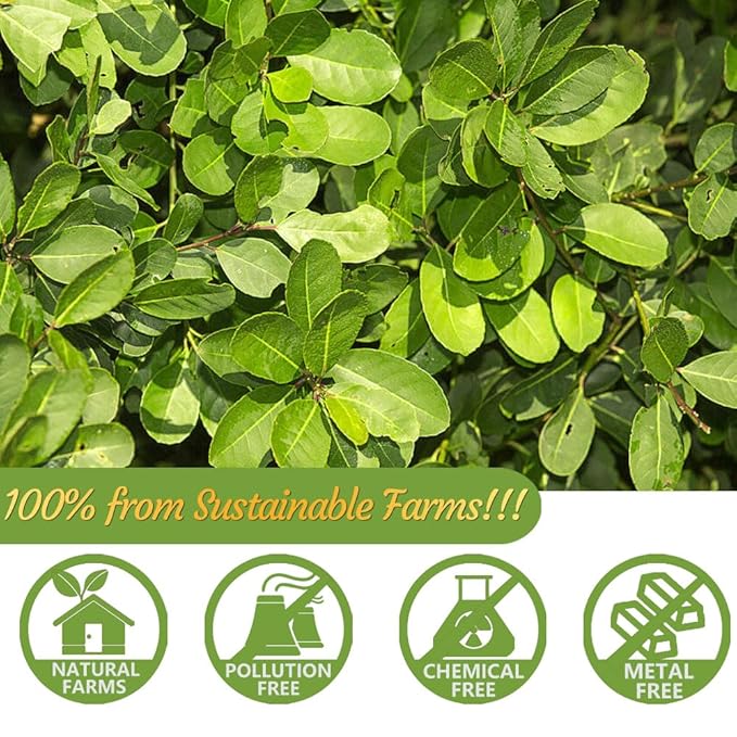 Premium 60 Unsmoked Yerba Mate Tea Bags, Made with 100% Pure Yerba Mate Leaves, No Additives & Caffeine Free. - Bloomnest