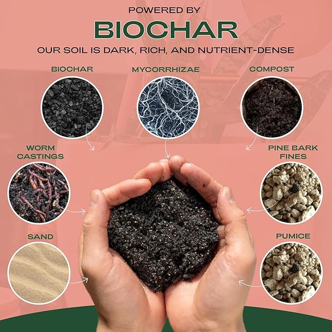 Cactus and Succulent Organic Potting Soil Mix for House Plants - Fast Draining, Root Boosting, Peat-Free, Less Prone to Gnats - Drought-Tolerant - Growth of Aloe Vera, Cacti and Indoor Succulents- 4qt - Bloomnest