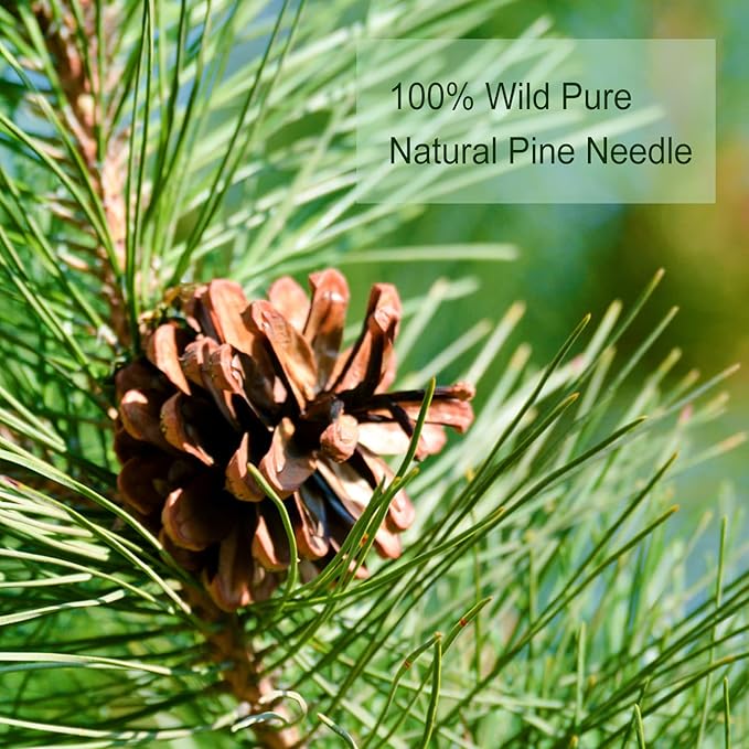 TEARELAE - Pine Needle Tea Bags - 3.53oz/100g (2.5g X 40 Bags) - 100% Pure Natural Dried Masson Pine Needles - Cut & Sifted - Caffeine-free - Bloomnest