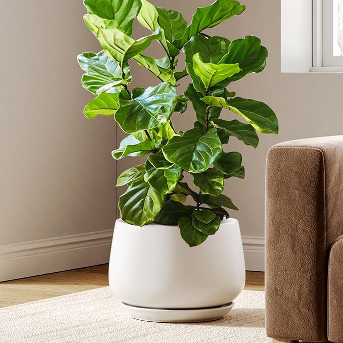 LE TAUCI Ceramic Planters, 12 Inch Pots for Plants, Plant Pots with Drainage Holes and Saucers, Durable and Modern, Planters for Indoor Plants, White - Bloomnest