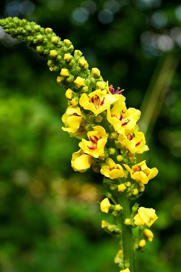 Mullein Leaf Tea - 2.2g*40 TeaBags - Re-usable for Brew - for Detox & Lungs - 100% Natural Mullein Mullein Leaf & Stem & Flower - Non-GMO - Caffeine-free - Eco-Conscious Tea Bags - Bloomnest