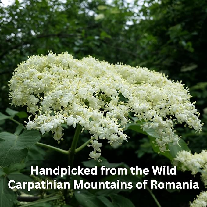 Wild Bliss Organic Elderflower Herbal Tea - Caffeine Free Elder Flowers Tisane - Pharmacopoeia Potency - 20 Plant Based Tea Bags - Bloomnest