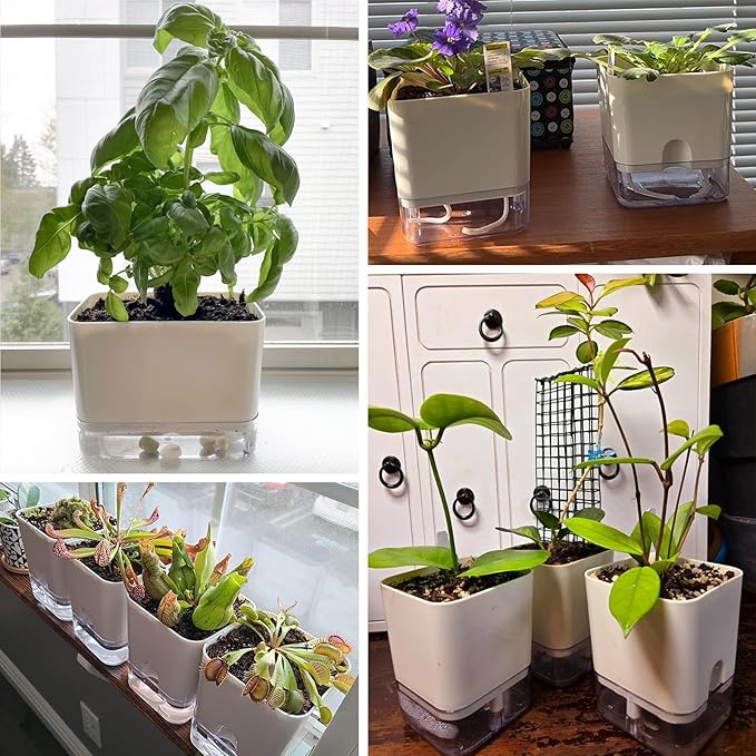 Planterhoma 6 Pack-5.5 Inch Self Watering Plant Pots for Indoor Plants, Square Self-Watering Planters Box Transparent for Devil's Ivy, Spider Plant, Orchid, African Violet - Bloomnest