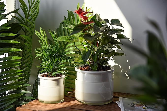 Phoenix Vine 6 Inch 4 Inch Self Watering Planter Pots, Design White Terracotta Pots for Plants, Indoor Cylinder Terra Cotta Pots with Glass Vase Set, 51-B-G-46 - Bloomnest