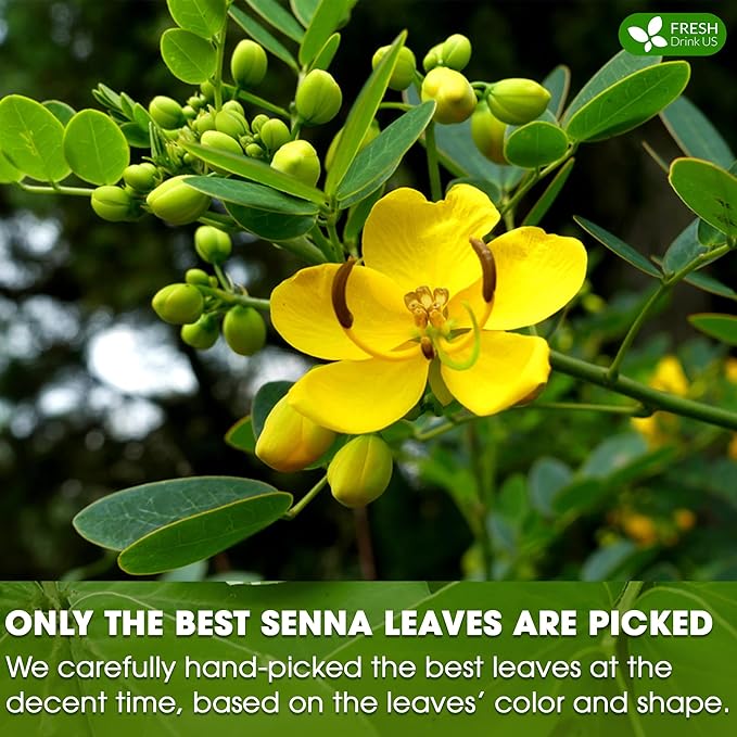 FreshDrinkUS, Premium 135 Senna Leaf Tea Bags for Constipation, Supports Your Cardiovascular System, 100% Natural & Pure. Loose Leaf Senna Herbal Tea, Made with Natural Material Tea Bags. Non GMO, No Sugar/ Caffeine/ Gluten, Vegan. - Bloomnest