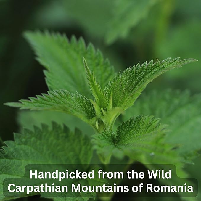 Organic Wild Stinging Nettle Leaf Tea - Caffeine Free Loose Leaf Herbal Tea - 5.3 Oz - 75 Servings - Bloomnest