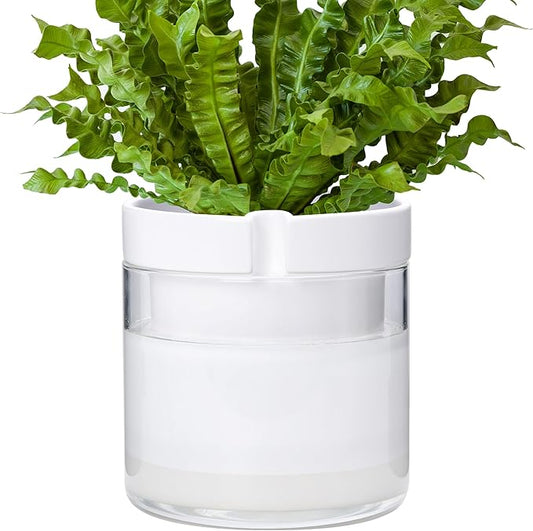 Phoenix Vine 8 Inch Self Watering Planter, White Terracotta Clay Pot with Glass Reservoir for Indoor Plants, Herbs, Flowers, Set of 1, 52-B-H-1 - Bloomnest