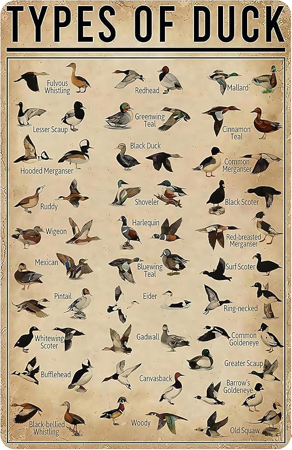 Duck Gifts Types of Duck Vintage Tin Sign for Home Office Farmhouse Man Cave Hunting Room Classroom Wall Art Decor 8x12 Inch (3269) - Bloomnest