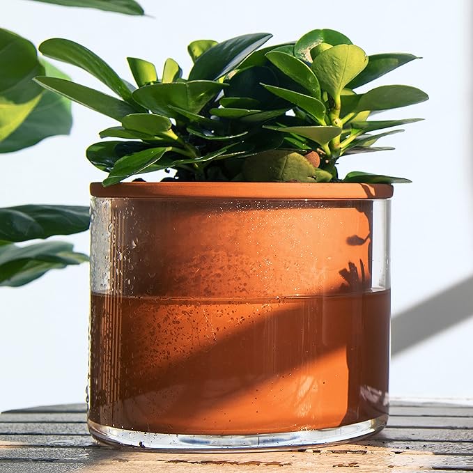Phoenix Vine 6 Inch Self Watering Plants Pot, Design Terracotta Pot for Plants, Indoor Cylinder Terra Cotta Planter with Glass Vase, Set of 1, 51-A-F-1 - Bloomnest