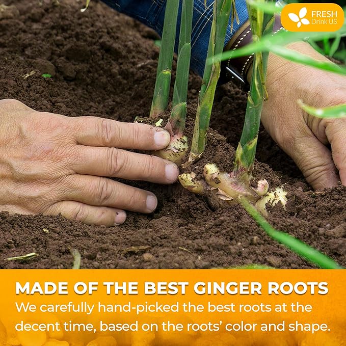 FreshDrinkUS, Premium 10oz Natural Ginger Roots, Cut and Sifted, 100% Natural & Pure from Ginger Roots, Ginger Tea, Ginger Loose Herbal Tea, No Additives, No Caffeine, Vegan - Bloomnest