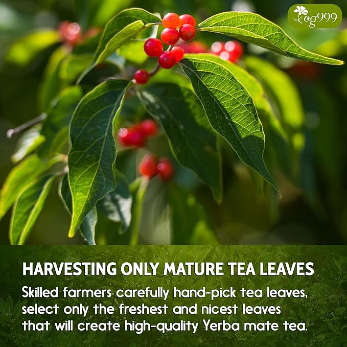 FreshDrinkUS, 60 Tea Bags Yerba Mate, Hi-Caffeine, Super-Green Yerba Mate| No Dust| Fresh - Never Aged (Ilex Paraguariensis), Cultivated from Argentina - Rich in Antioxidants and Plant Nutrients. - Bloomnest