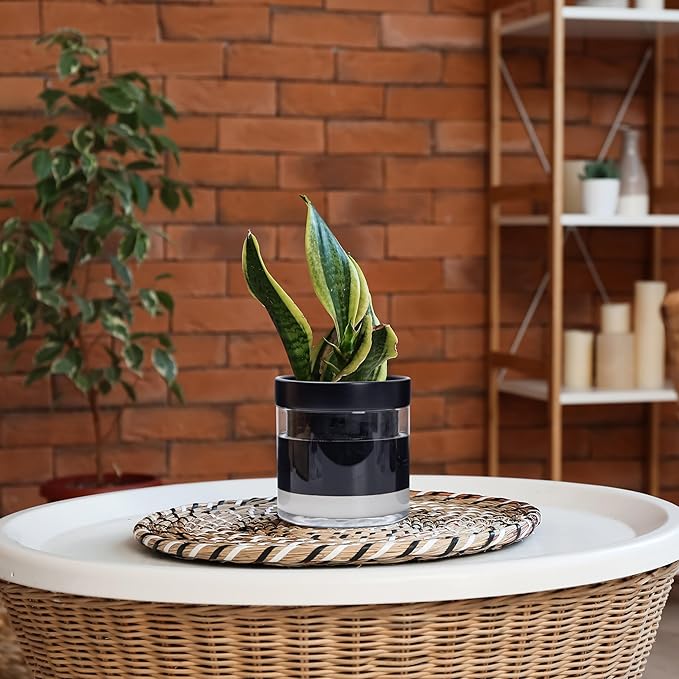 Phoenix Vine 6 Inch Self Watering Planter Pot, Black Terracotta Clay Pot with Glass Reservoir for Indoor Plants, Herbs, Flowers, Set of 2, 52-C-F-2 - Bloomnest