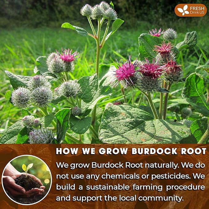 FreshDrinkUS Premium Burdock Root Tea Bags, 100% Natural & Pure. Burdock Herbal Tea, Made with Natural Material Tea Bags. No Sugar, No Caffeine, No Gluten, Vegan - Bloomnest
