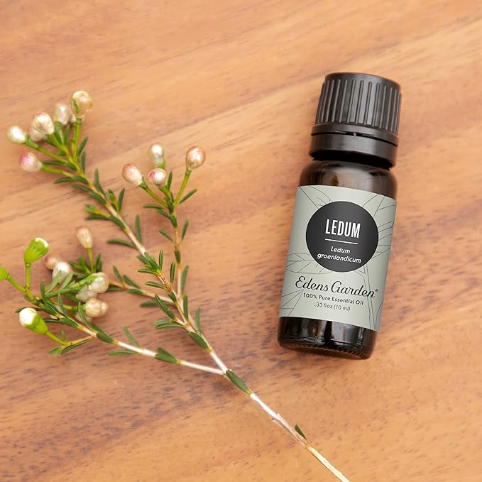 Edens Garden Ledum Essential Oil- 100% Pure Premium Grade, Undiluted, Natural, Therapeutic, Aromatherapy, The Best for Diffuser, Skin, Hair, Humidifiers 30 ml (1 fl oz) - Bloomnest