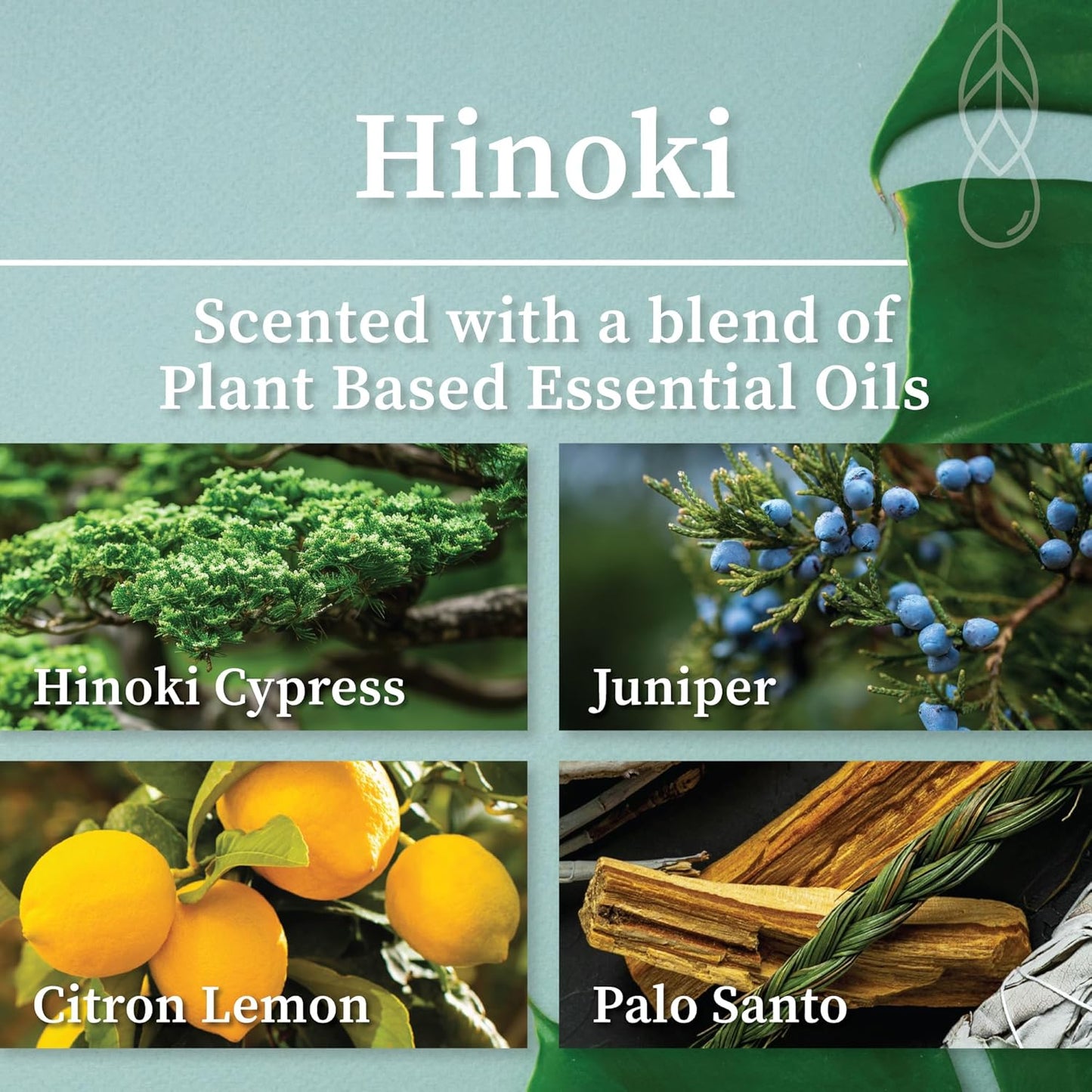 Hemlock Park Crackling Wood Wick Candle Handcrafted with Natural Coconut Wax (Standard 8 oz, Hinoki)