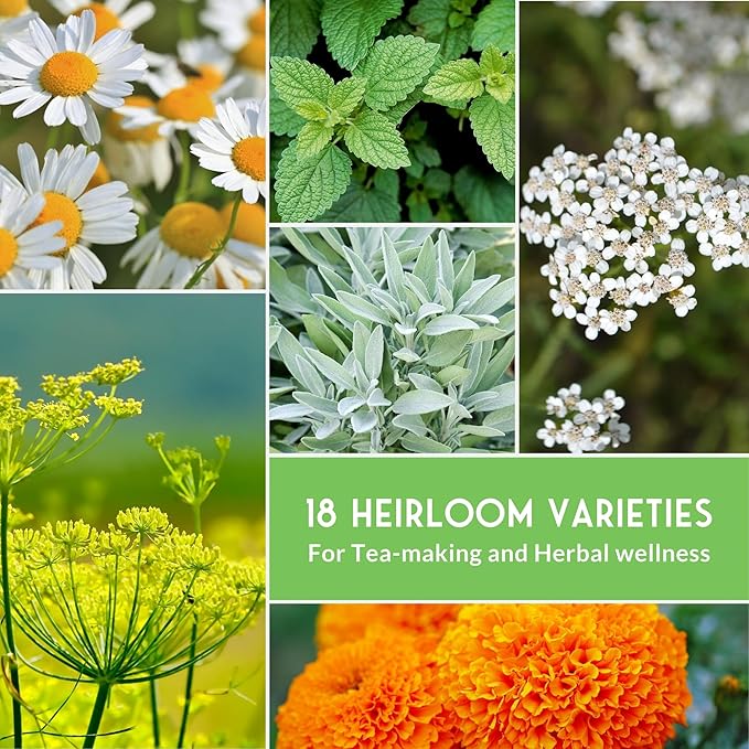 Medicinal Herb Seeds for Planting | 18 Seed Variety Pack of Heirloom, Non-GMO Herbs – Herbal Teas, Tinctures & Home Apothecary Garden Kit – Survival Garden Seeds - Bloomnest