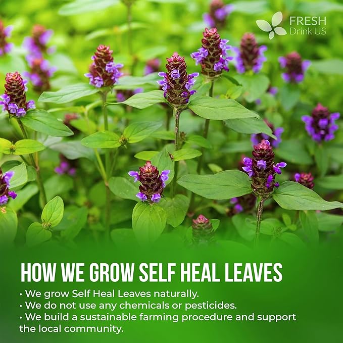 FreshDrinkUS, Premium Self Heal Leaves Loose Leaf Tea – 4oz (113g) Cut & Dried Herbal Leaves | Naturally Aromatic | Caffeine-Free Herbal Infusion | 100% Natural Loose Leaves. Preservative-Free. Vegan - Bloomnest