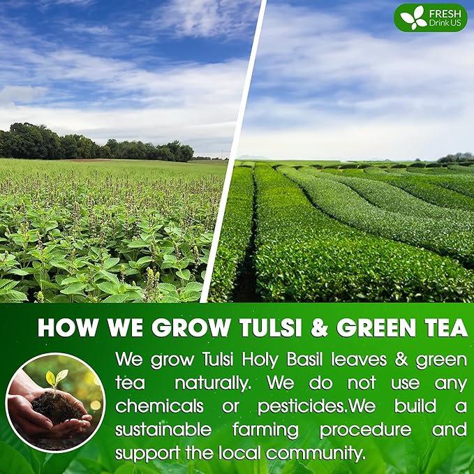 FreshDrinkUS, Premium 30 Tulsi Green Tea Bags, 100% Natural, Blend of Tulsi Holy Basil Leaves, and Green Tea Leaves. Made with Natural Material Tea Bags. No Sugar, Vegan. - Bloomnest