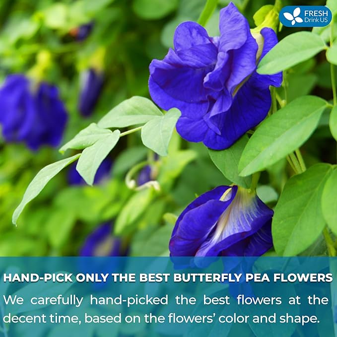 FRESHDRINKUS Premium 55 Butterfly Pea Flowers Tea Bags,100% Pure, Organic, Non GMO, Made With Organic Bags, Sugar/ Caffeine/ Gluten Free, Wildcrafted, Vegan, Handmade Product - Bloomnest