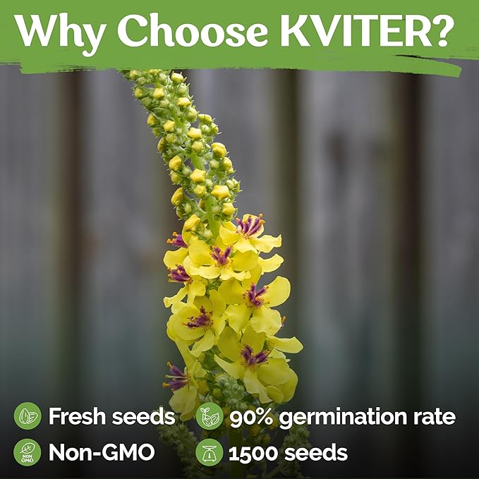 KVITER 1,500 Mullein Seeds for Planting (Verbascum Thapsus) – Mullein Herb, Heirloom Seed Non GMO Organic – Ideal for Herb Garden – US Grown Herbs Flower Seeds - Bloomnest