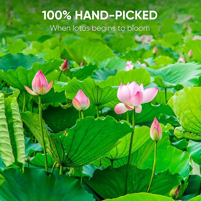 NMPT Dried Lotus Leaf Tea, 100% Hand Pick, Organic Herbal Tea, 50 Tea Bags, Gluten Free, Dairy Free, Sugar Free & 100% Natural, Energy Boost & Health Support - Bloomnest