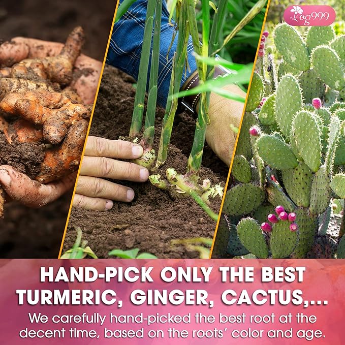 TOG999, Premium Blood and Sugar Balance Tea | 300gr - 10.5oz | 100% Natural Turmeric, Ginger, Cactus Nopal, Aloe Vera, Bay Leaf, Cinnamon & Hibiscus - Loose Powder Herbal Blend – Caffeine-Free Tea