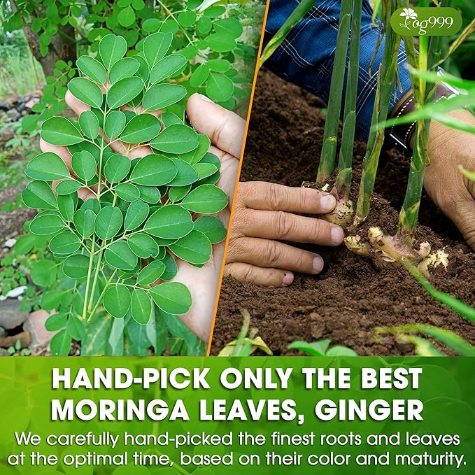 TOG999, Permium Moringa Ginger Herbal Tea – 60 Tea Bags – Caffeine-Free, Smooth & Warming Blend – Pure Ingredients, Sustainably Sourced. No Sugar. No Gluten. Vegan. - Bloomnest