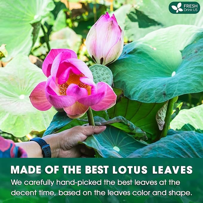 FreshDrinkUS, Premium 30 Lotus Leaf Tea Bags, 100% Natural & Pure from Lotus Leaves. Loose Leaf Lotus Herbal Tea. Made with Eco-Conscious Tea Bags. No Sugar, No Caffeine, No Gluten, Vegan. - Bloomnest