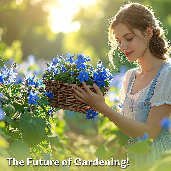 KVITER 150 Borage Seeds (Borago officinalis) - Blue Strawflower, Edible Flower for Teas, Attracts Pollinators - Organic & Heirloom Herb Seeds for Planting in Outdoor & Indoor Garden, Beds, Containers - Bloomnest