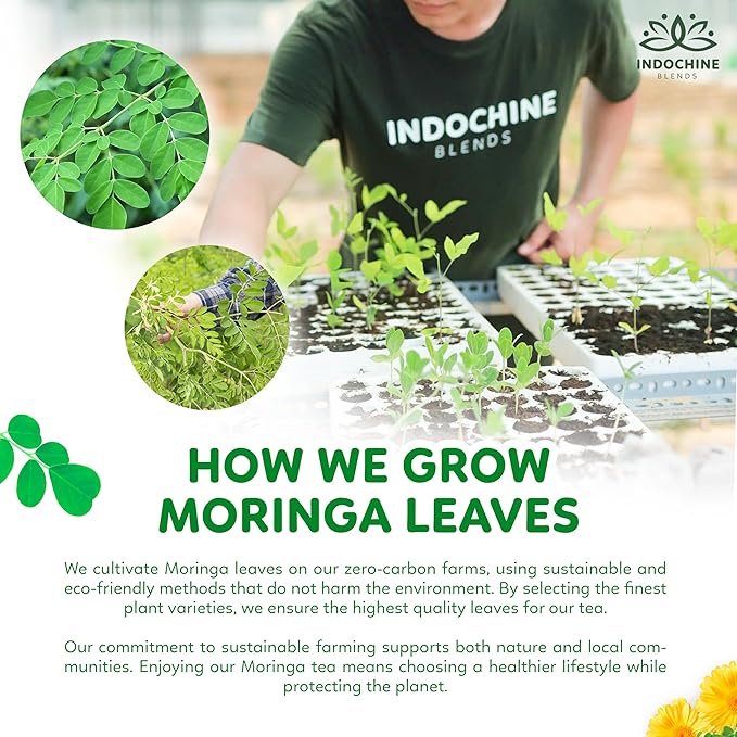 Indochine Blends Moringa Tea Bags | Moringa Leaf, Red Rice, Chrysanthemum & Stevia | Sugar-Free, Caffeine-Free Herbal Tea | Double Chamber, Individually Wrapped Bag | 3.5 oz | 50 Tea Bags - Bloomnest