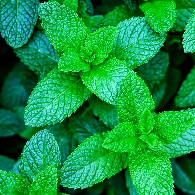 Mint Seeds for Planting 3800PCS – Fragrant, Fast-Growing Herb | Easy to Grow Indoors & Outdoors | Perfect for Tea, Cooking, and Aromatherapy - Bloomnest