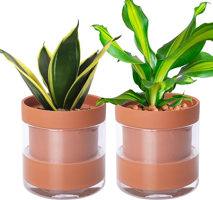 Phoenix Vine 6 Inch Self Watering Planter Pot, Terracotta Clay Pot with Glass Reservoir for Indoor Plants, Herbs, Flowers, Set of 2, 52-A-F-2 - Bloomnest