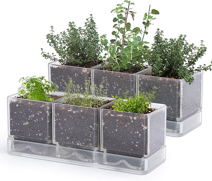 D'vine Dev Herb Garden Planter Set, Plastic Plant Pots with Drainage and Saucer, Indoor Succulent Cactus Vegetable Pot for Windowsill, Garden Balcony, Clear, Set of 2, 76-V-D-2 - Bloomnest