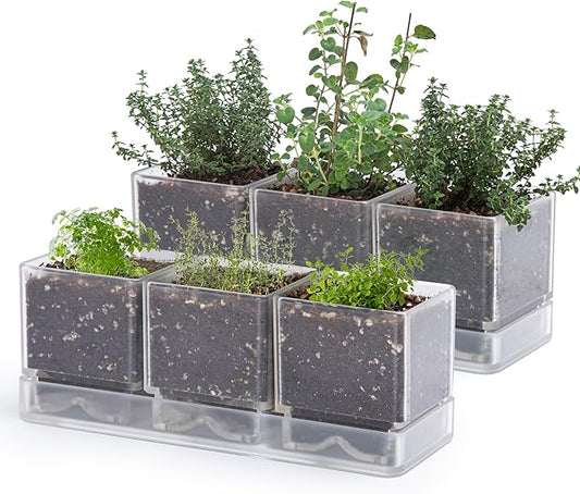 D'vine Dev Herb Garden Planter Set, Plastic Plant Pots with Drainage and Saucer, Indoor Succulent Cactus Vegetable Pot for Windowsill, Garden Balcony, Clear, Set of 2, 76-V-D-2 - Bloomnest