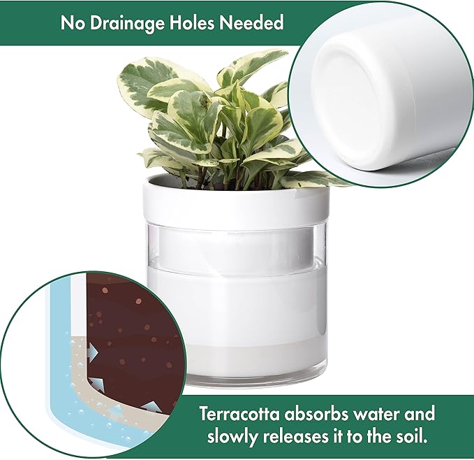 Phoenix Vine 6 Inch 4 Inch Self Watering Planter, White Terracotta Clay Pots with Glass Reservoir for Indoor Plants, Herbs, Flowers, 52-B-G-46 - Bloomnest